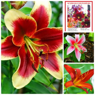 Hạt giống hoa ly châu phi nhiều màu LUCKY SEEDS