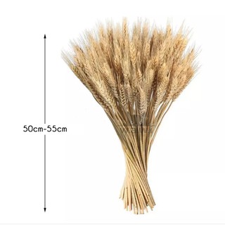 [WAWI] 10 cành (tặng 1) bông lúa mạch khô chụp decor