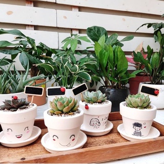 Sen đá MIX CHẬU VẼ để bàn