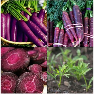 Hạt giống Cà rốt tím lai F1 – Gói 0,2g/gói (Kèm kích thích hạt nảy mầm)