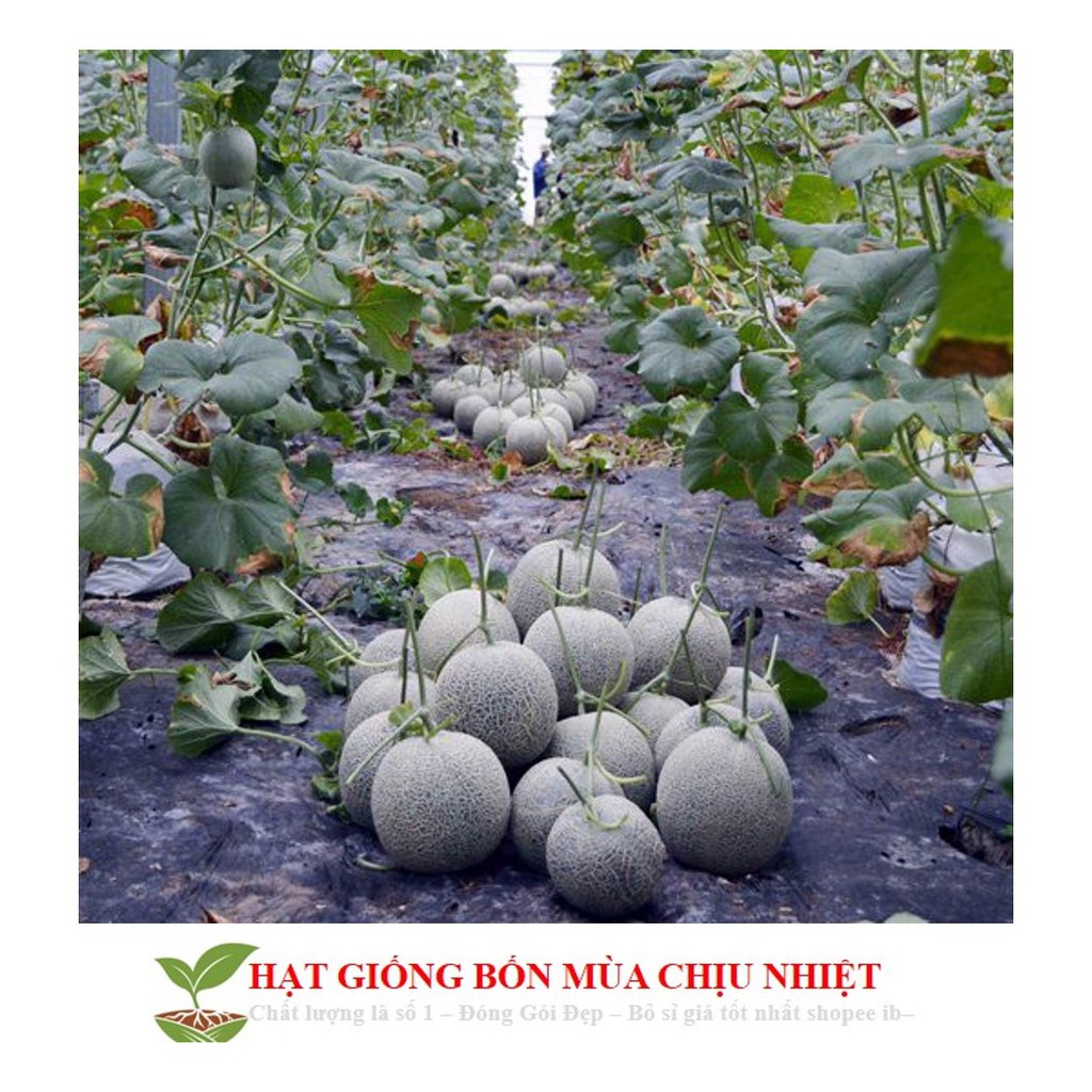 Hạt Giống Dưa Lưới Lõi Vàng Oval