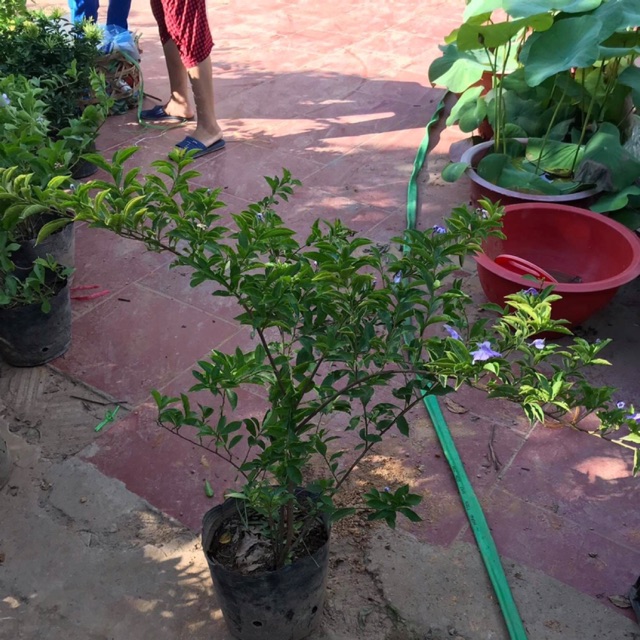 Hoa nhài Nhật cây to