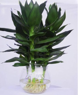 Dung dịch thủy canh