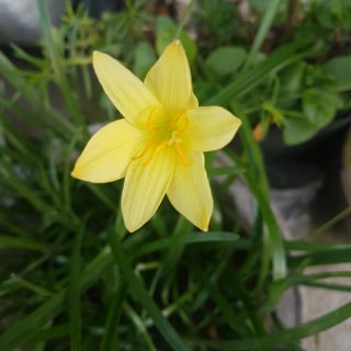 Củ hoa Huệ mưa vàng (Hoa báo bão)