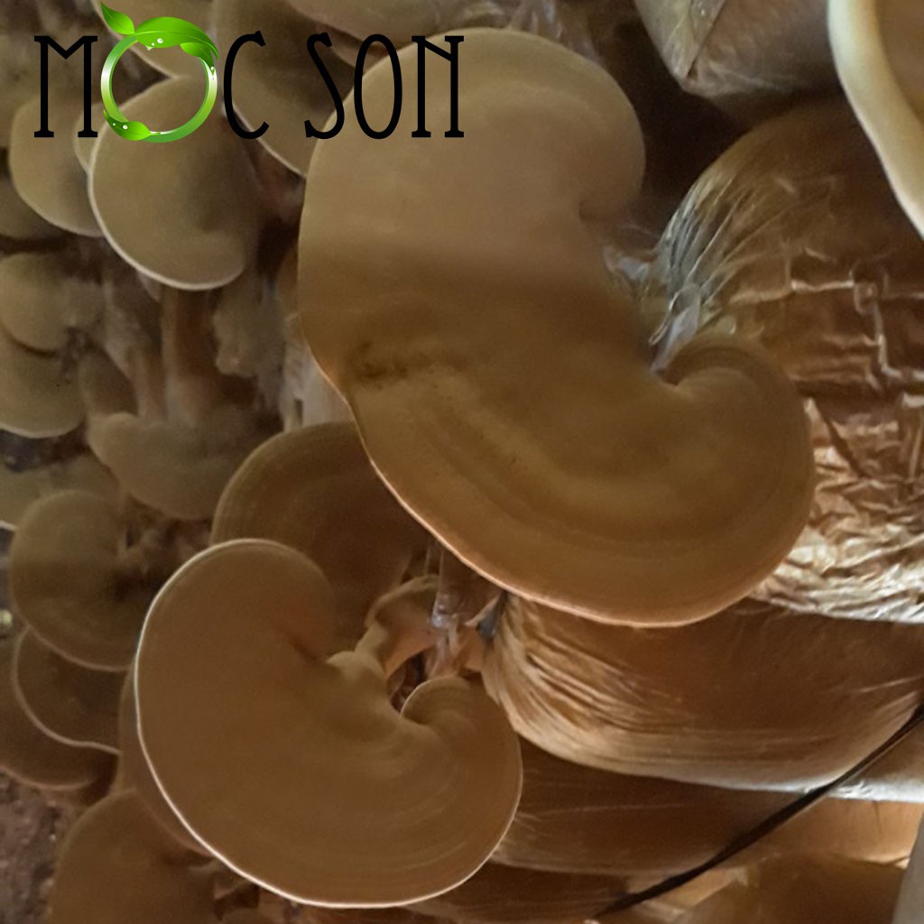 250G NẤM HỒNG CHI THƯỢNG HẠNG MỘC SƠN CÒN NGUYÊN BÀO TỬ