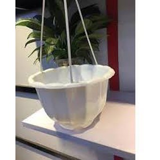 Combo 15 chậu bí trắng có kèm dây treo