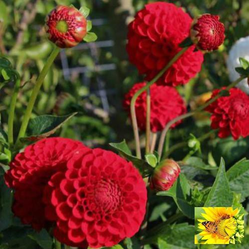 GÓI 20 HẠT GIỐNG HOA THƯỢC DƯỢC MIX