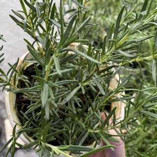 Cây hương thảo. Cây rosemary