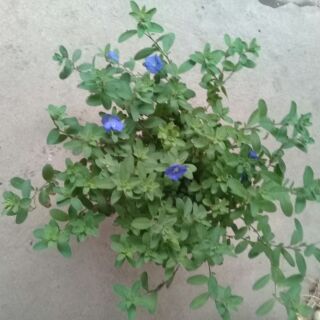 3 bầu hoa thanh tú