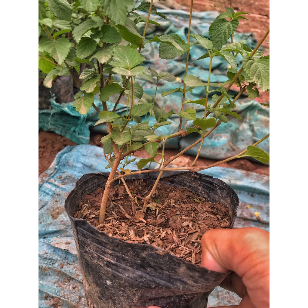 Cây hoa ngũ sắc rủ màu tím trồng, nở hoa quanh năm sống cực tốt, cây hoa cảnh trồng trang trí ban công, sân vườn