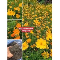 Hạt Giống Hoa Sao Nhái F1 Mix Vàng Cam(Gói 300 hạt)Dễ Trồng, Hoa Nở Đẹp