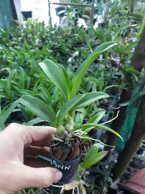 Banana hoa thơm cây giống
