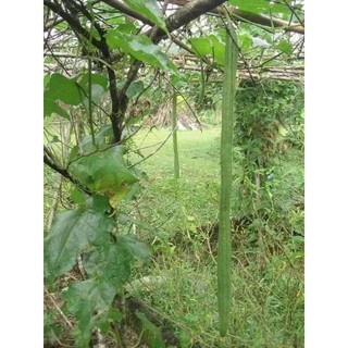 hạt giống mướp hương siêu dài 5h