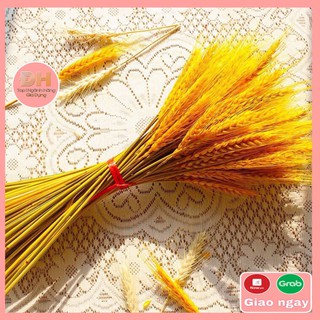 Bông lúa mạch khô decor trang trí sét 100 bông - đồ gia dụng đh