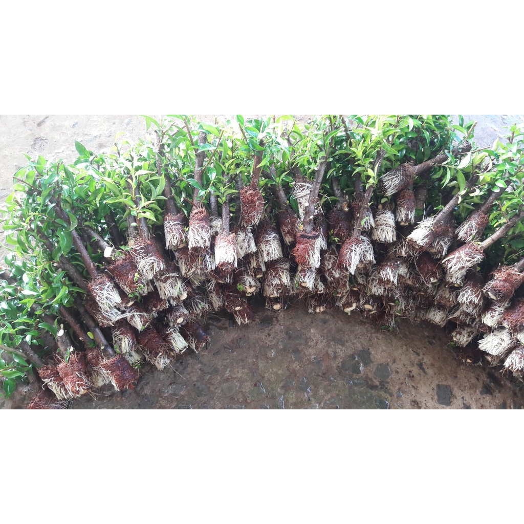 Cành chiếc mai chiếu thuỷ goi 10 cây