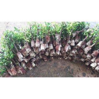 Cành chiếc mai chiếu thuỷ goi 10 cây