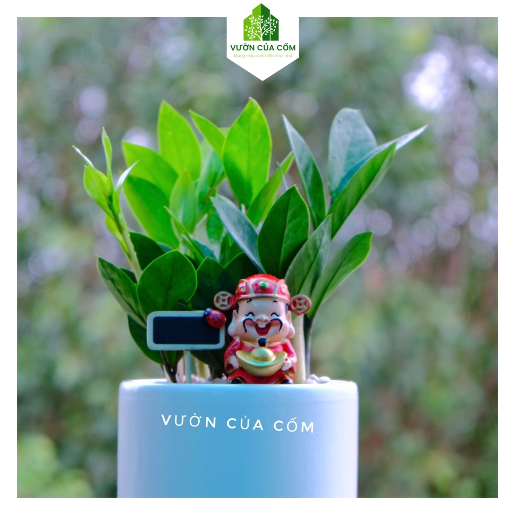 Tiểu cảnh cây kim tiền để bàn kết hợp cùng chậu sứ trắng và ông thần tài . Món quà tặng ý nghĩa .