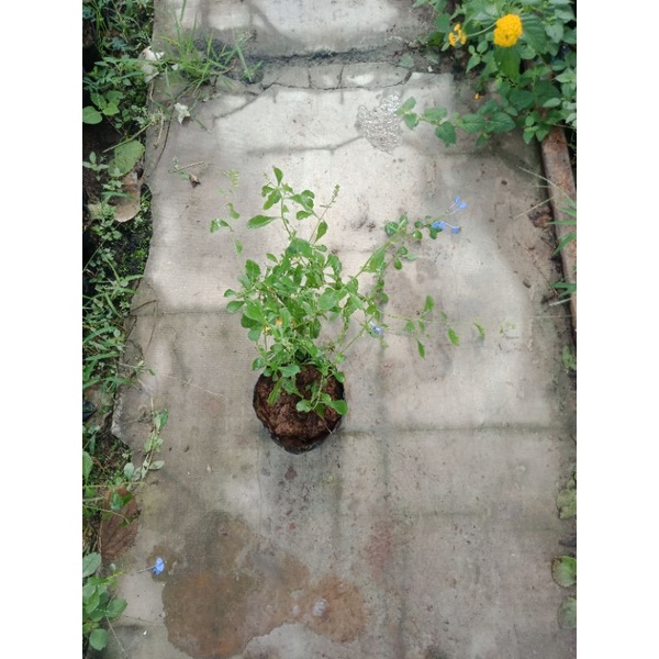 Cây hoa thanh xà, bạch xà