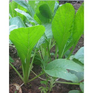 Hạt giống Cải ngọt cọng xanh (20gr)