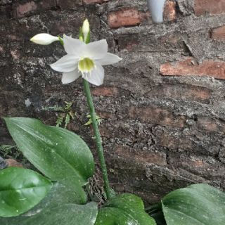 Cây địa lan( ngọc trâm)
