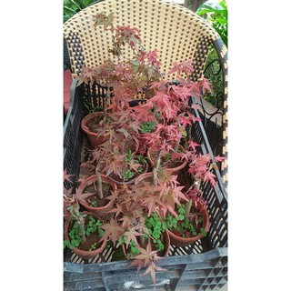 Cây Phong Lá Đỏ Nhật Bản