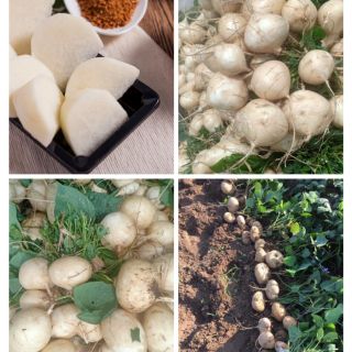 Hạt giống củ đậu Thái Lan