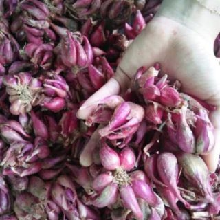 1kg hành tím Phan Rang nhà trồng