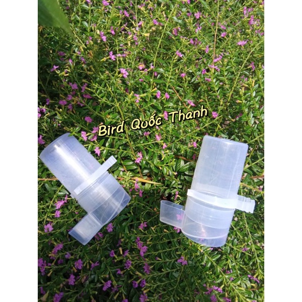 Cóng nước cho chim Chào Mào