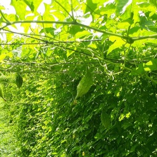 1gram HẠT GIỐNG KHỔ QUA RỪNG