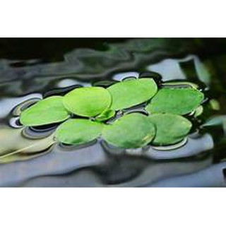 1 PHẦN BÈO NHẬT-CÂY THỦY SINH TRANG TRÍ BỂ CÁ