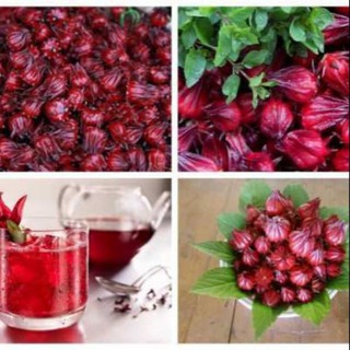 25 hạt giống hoa atiso đỏ