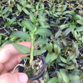 Combo hai chậu cây giống phi điệp tím Hoà Bình