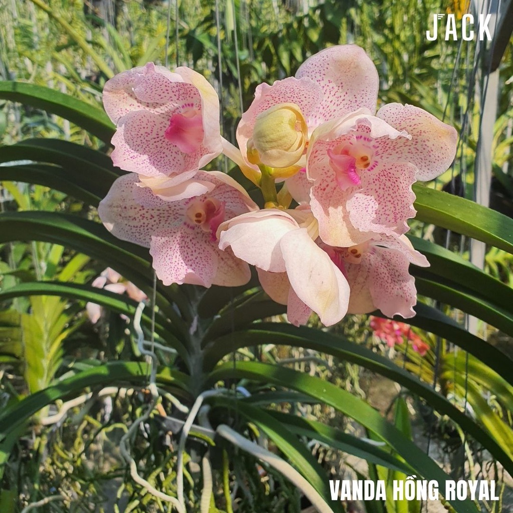 Lan Vanda Hồng Royal - Bông Đẹp