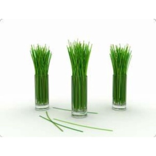 1kg sả nguyên cây để thơm nhà đuổi muỗi