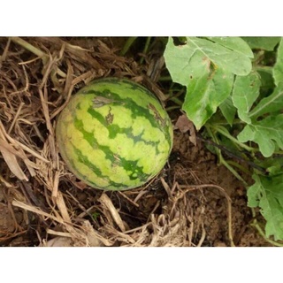 Hạt giống dưa hấu siêu ngọt sugar