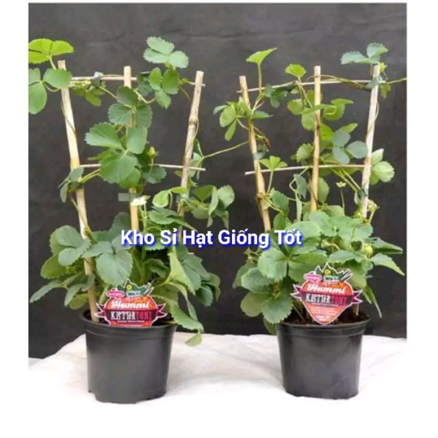 Gói 50 hạt giống dâu tây leo giàn luckyseed hạt siêu rẻ