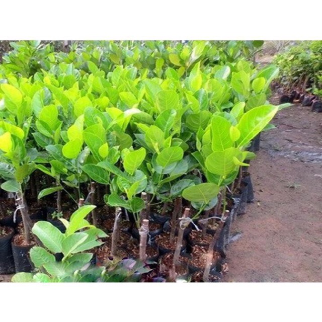 Cây mít tứ quý