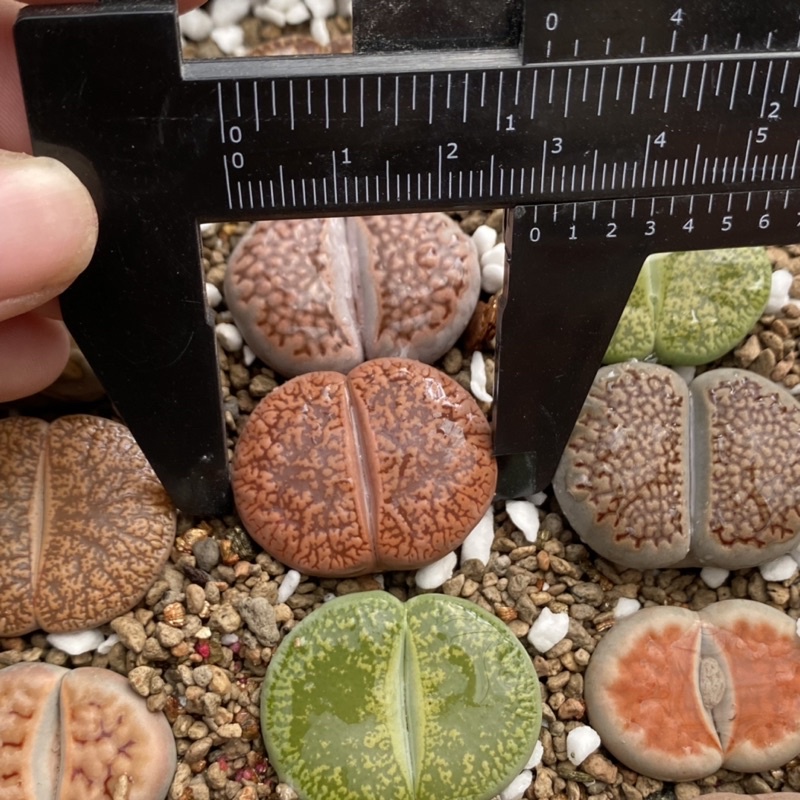 Lithop/ thạch lan/ sen mông size 2,5-3cm