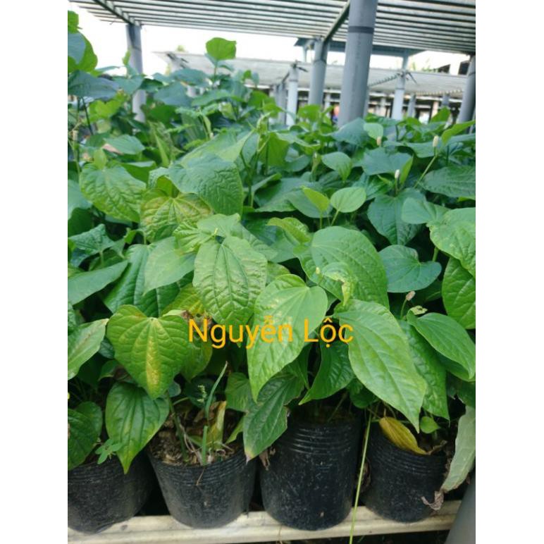 Cây lá lốt + Tặng (0,3kg) phân hữu cơ cao cấp