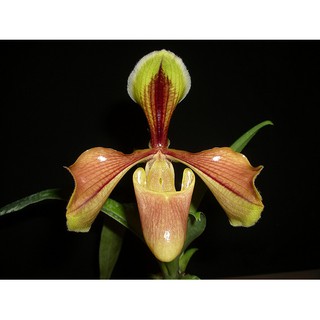 COM BO 6 CÂY Giống HÀI VÀNG KONTUM