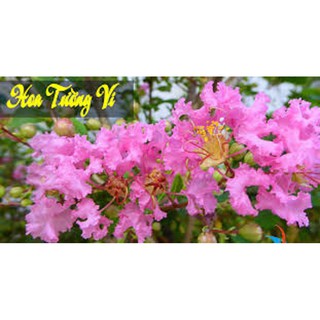 COMBO 2 BẦU CÂY GIỐNG hoa tường vy