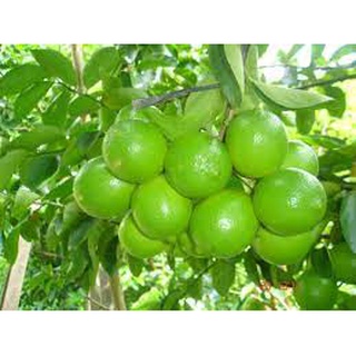 Cây giống Chanh Cao Sản