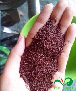 Hạt Ngũ Hoa ( Ngũ Hoa Hạt, Hạt Đình Lịch) 1 kg