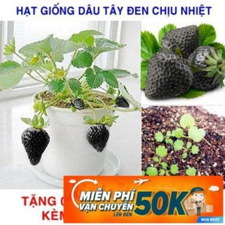 100 Hạt giống Dâu tây đen Chịu nhiệt (tặng gói kích nẩy mầm và hướng dẫn) LuckyseadTG