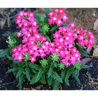 Hạt giống hoa Vân Anh - Gói 25 hạt