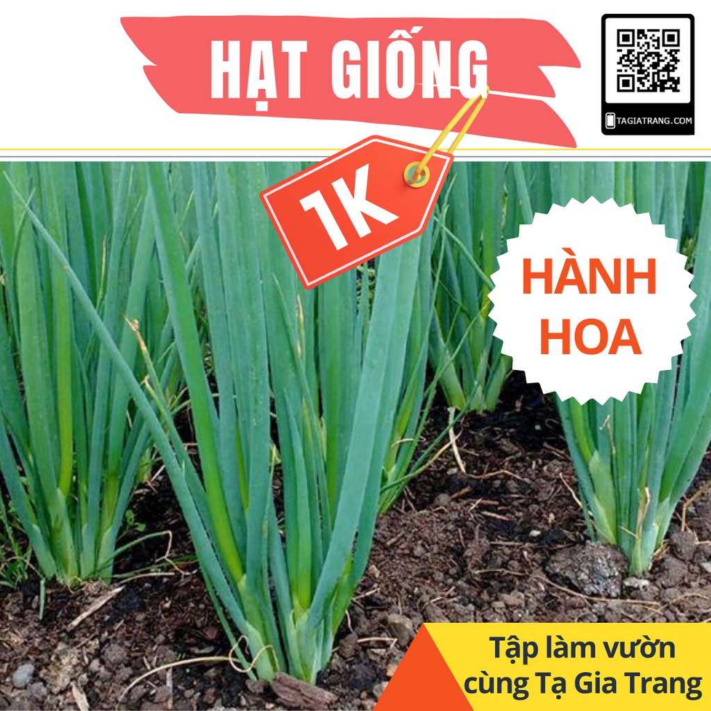 Deal 1K- 40 Hạt giống hành hoa (hành lá) cao sản - Shop hạt giống Tạ Gia Trang