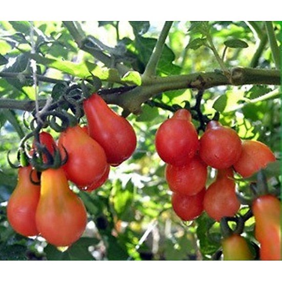 ( SIÊU RẺ ) Cà chua bi lê đỏ/ vàng gói 30 hạt