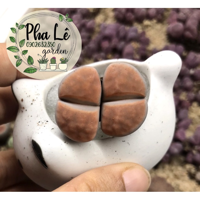 1 cây sen mông topred đỏ cam đôi siêu đẹp/ lithops