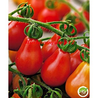 50 Hạt giống Cà Chua Qủa Lê Đỏ Kèm Quà Tặng ( Cà Chua Bi Lê Đỏ)