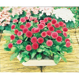 Hạt giống hoa Cúc Bellis